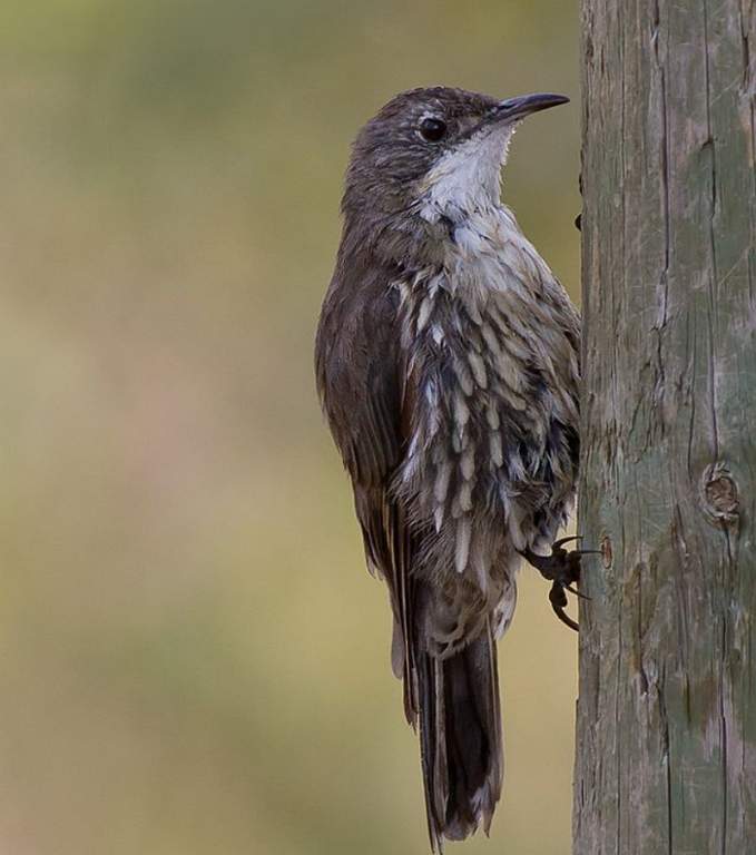 White-throated treecreepers' preferred habitat is wet sclerophyll woodland and rainforest.