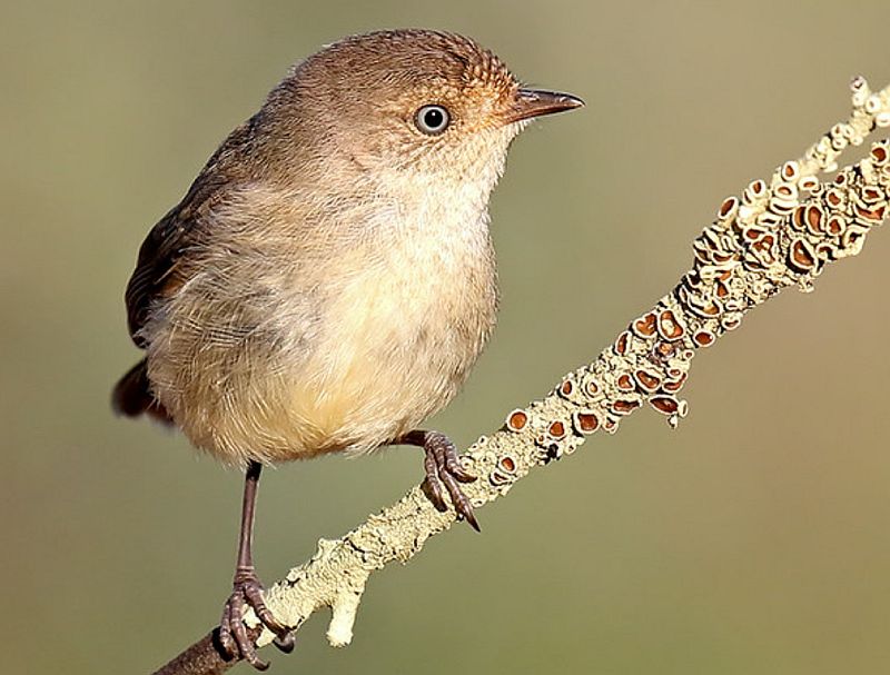 The bird is also known by several other names, like Buff-tailed Thornbill, Varied Thornbill, Bark Tit, Buff-rumped Tit Warbler, Buff-tailed Thornbill, and Scaly-breasted Tit.