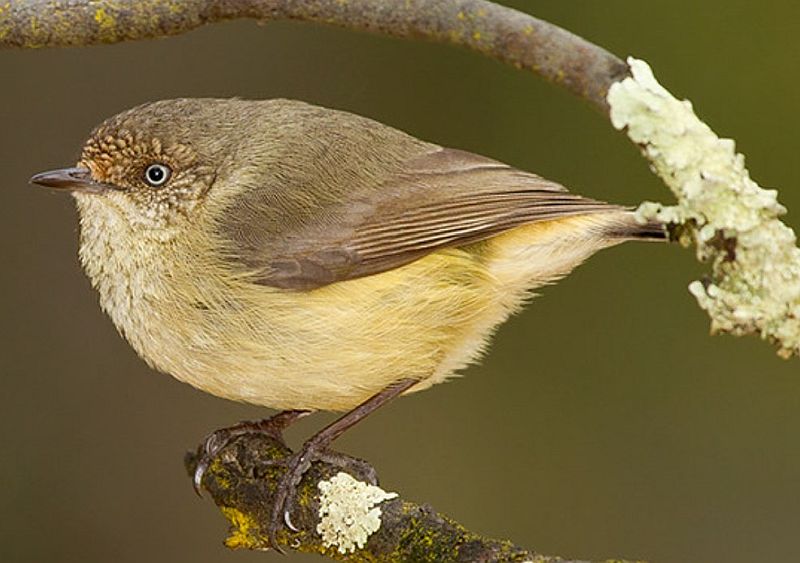 The buff-rumped thornbill (Acanthiza reguloides) is a small passerine bird, a member of the family Acanthizidae in the order Passeriformes.