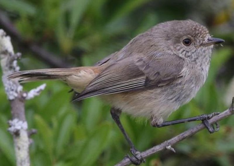 The western thornbill (Acanthiza inornata) is a species of bird in the family Acanthizidae in the order Passeriformes.