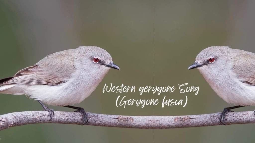 There is a meandering melody to the western gerygone song, naturally composed of a series of clear, high-pitched whistles.