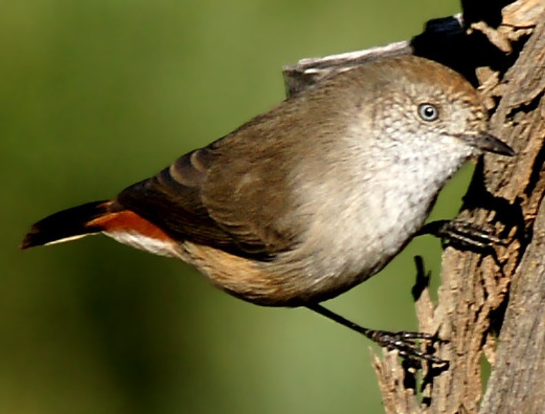 Versatility describes the feeding strategy of the Chestnutrumped Thornbill.