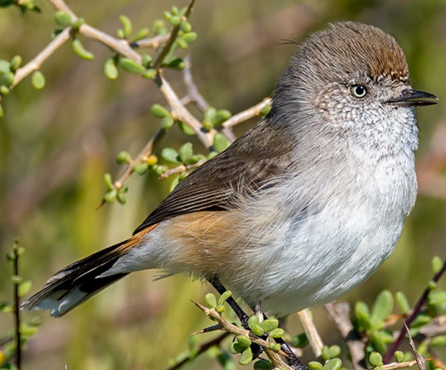 Chestnut-rumped thornbill (Acanthiza uropygialis) is a small passerine bird of the Acanthizidae family, native to Australia.