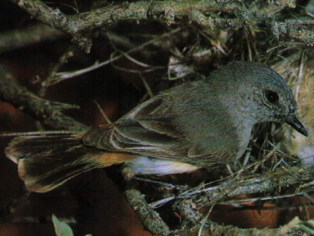 Slaty-backed Thornhill measures 100-110 mm in length.