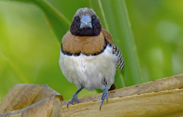 Chestnut-breasted Mannikin calls a bell-like teet or tit in contact.