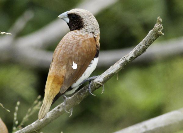 The bird has several other names, i.e., Chestnut-breasted Finch, Bully Bird, Barley Bird, Barley Sparrow, Chestnut Finch, and Chestnut-breasted Munia.