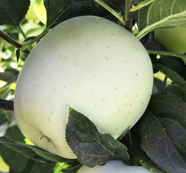 It produces apples with practically white skin (called "pomes" in botanical terminology) and white flesh that are ready to be picked in the early to mid-summer. 