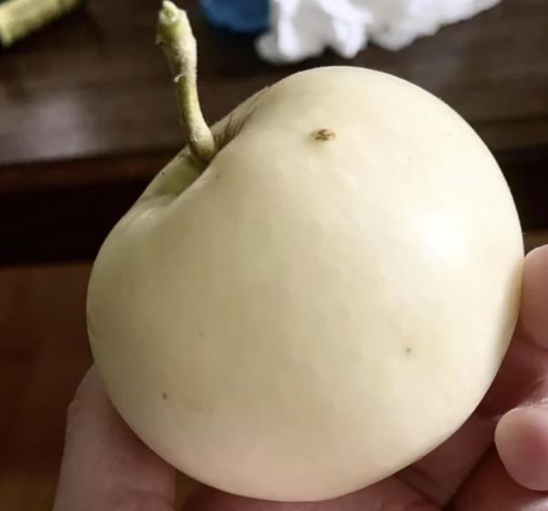Ghost apple, or white apple, is a brand-new, one-of-a-kind variety from Zaiger Genetics. The ghost apple is a small tree that is often grown for its edible properties.