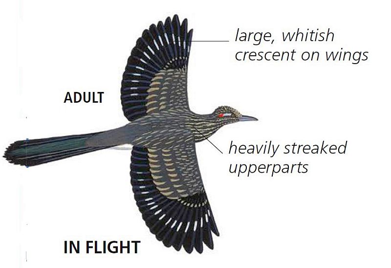 Greater roadrunner flight is weak flutter to high perches; open wing glide from elevated perch. With its long legs, the bird prefers to run. It travels short distances of 4 to 5 meters between prospective roosts.