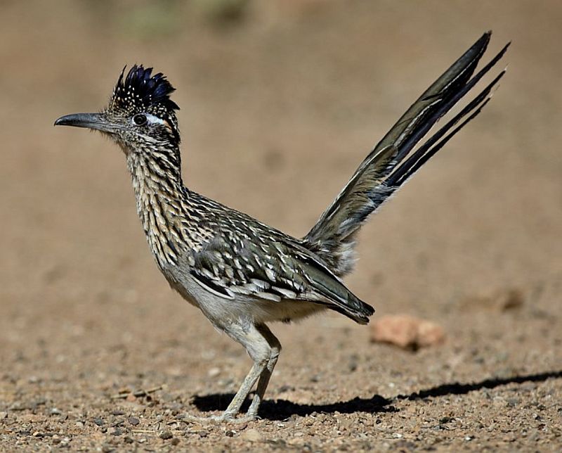 Greater roadrunner (Geococcyx californianus) is a member of the cuckoo family Cuculidae