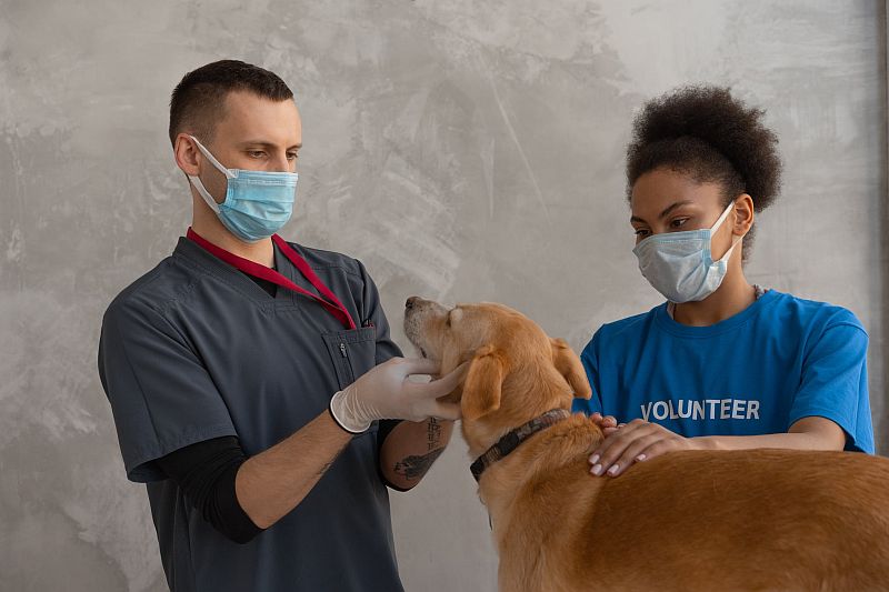 Online vet assistant courses are shaping the future of veterinary education, which is undergoing a remarkable transformation propelled by the integration of digital technology into educational methodologies.