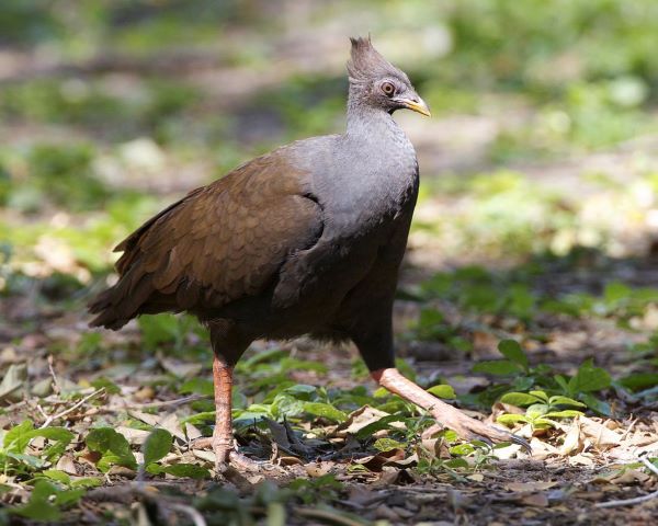 It is also known as Scrubfowl, Orange-footed Megapode, Jungle Fowl, and Sooty Scrub Fowl. Moreover, the people of West Arnhem called this bird Kurrukurldanj.