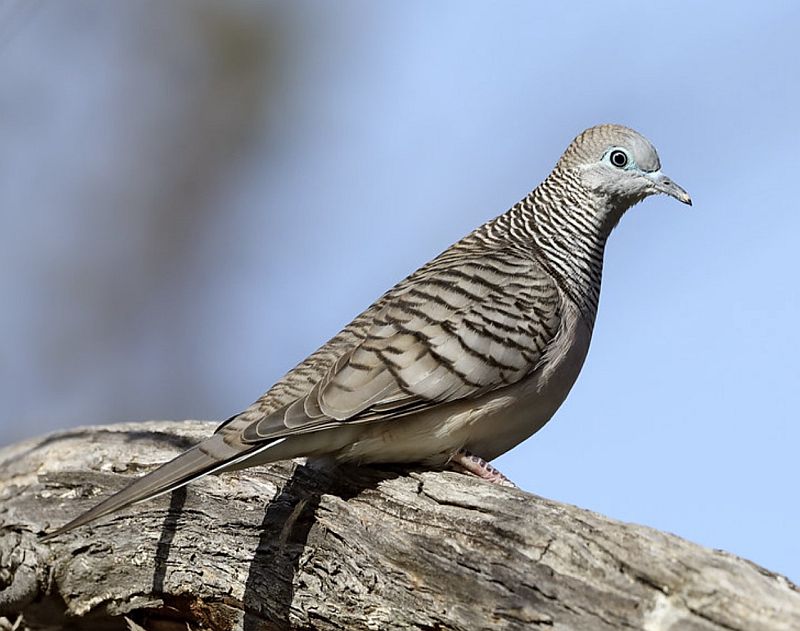 The peaceful dove is a closely related species of animal that can live together yet be ecologically separated, as well as its relatives, the diamond dove and the bar-shouldered dove.