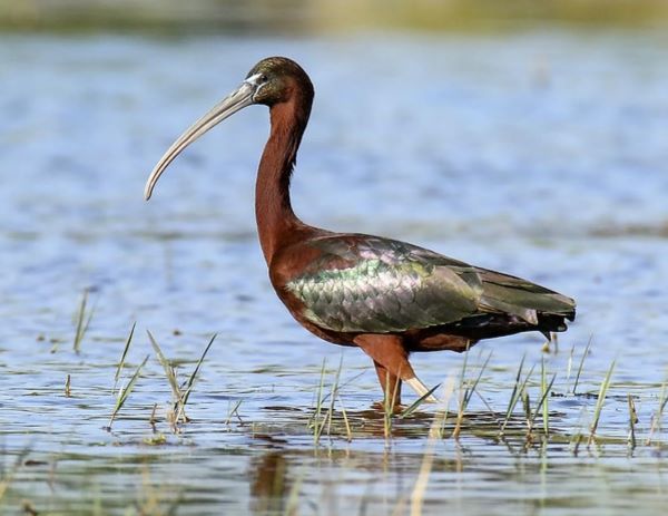 Egg-laying extends about five weeks after the other ibises have completed their clutches.