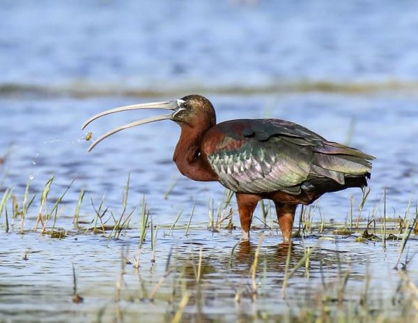 Glossy Ibis nesting and breeding occur in September–April.