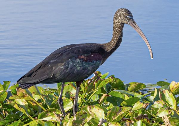 The Cosmopolitan Glossy Ibis is the smallest Ibis in Australia.