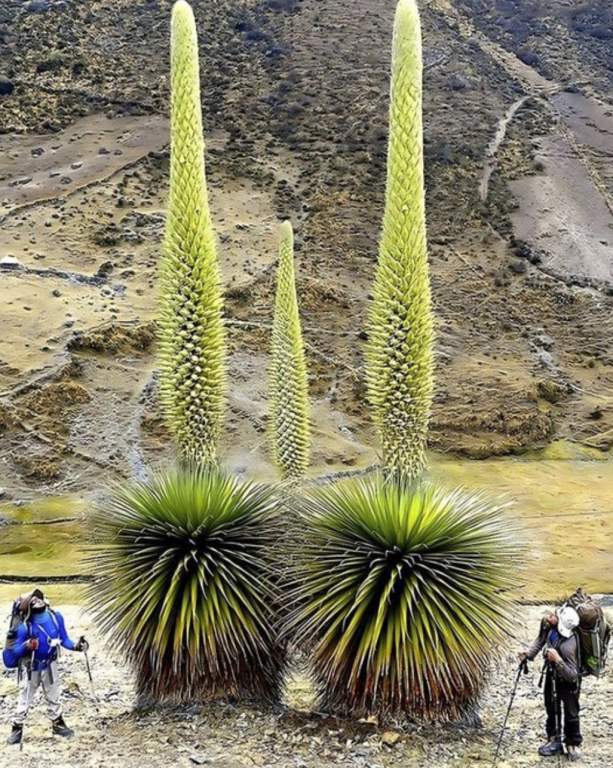 Raimondi Cove Plant (Puya raimondi) is a unique and rare plant that can grow at a high altitude of about 3800 m.