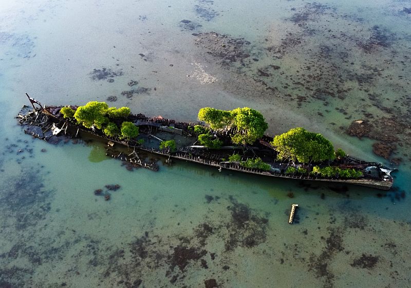Thick mangroves have grown from the wreck of the S.S. City of Adelaide, a passenger ship that was built in Scotland in 1863 and carried passengers between Australia and San Francisco.