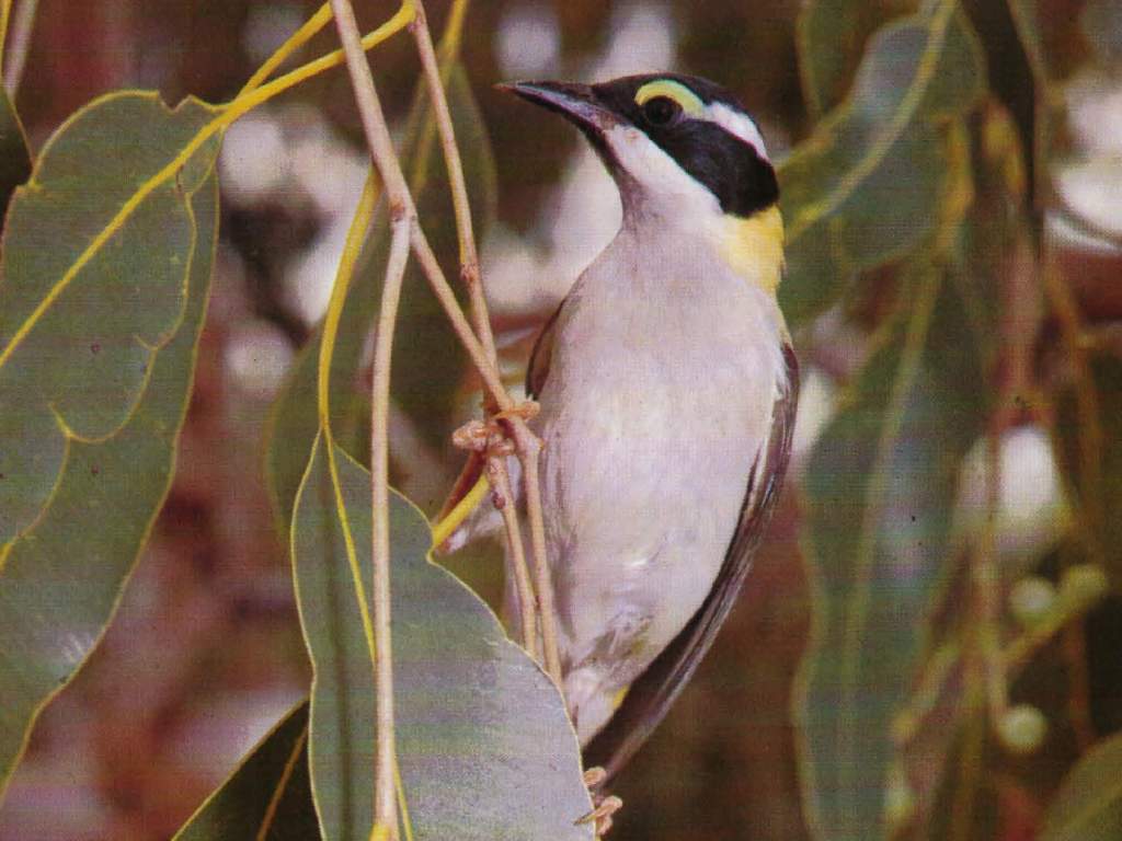 The bird is also known as Golden-backed Honeyeater and Black-throated Honeyeater.