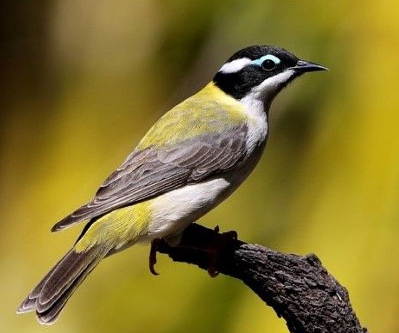 The black-chinned honeyeater is one of a small natural group of honeyeaters with a black head, a white crescent around the nape, and a spot of colored bare skin above the eye.