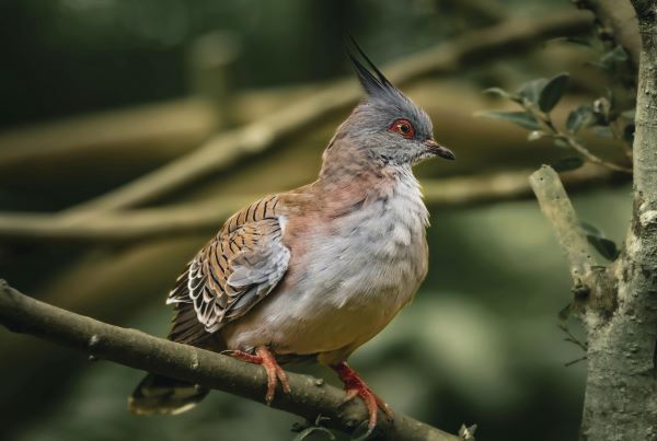 In most parts of their range, crested pigeons live in dry, lightly wooded grasslands.