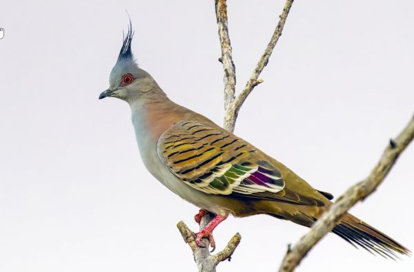 This pigeon is also known as Topknot Pigeon and Crested Bronzewing.