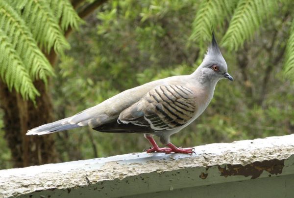 The crested pigeon (Geophaps tophotes) is a member of the pigeon family Columbidae in the genus Ocyphaps.