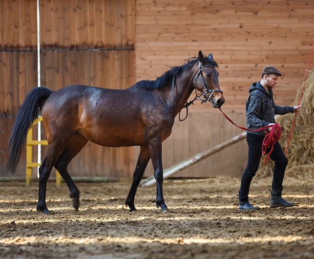 This area of study has evolved significantly over the years, transcending its roots in basic horsemanship to embrace a comprehensive array of scientific and management disciplines.