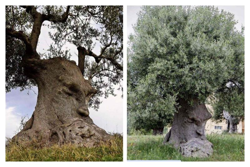 This olive tree is known as "The Thinking Tree," which is unmistakably one of nature's ways of giving us something new to marvel at.