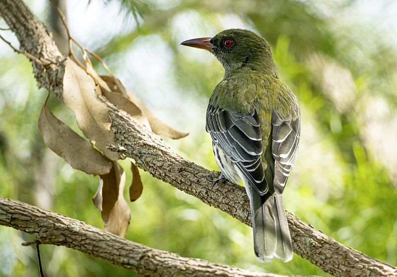 Olive-backed Orioles are birds of eucalypt woodland and open forest, living and feeding in the upper foliage and branches, singly and in dispersed pairs, in much the same way as the Yellow Oriole does in vine forest.