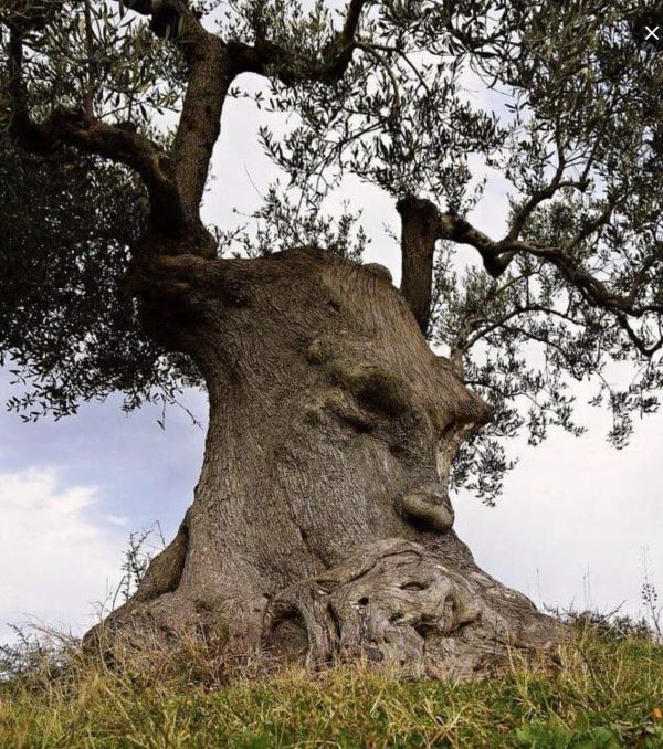 In Puglia, Italy, there is a strange old olive tree that is thought to be at least 1500 years old, and possibly as old as 4000 years.