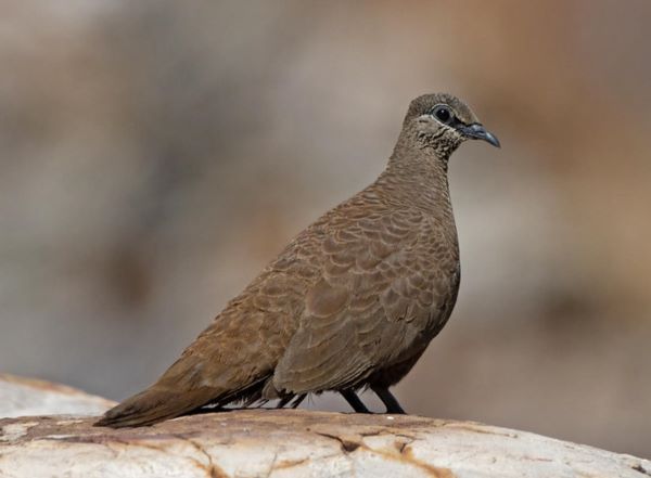 The white-quilled rock pigeon is a member of the family Columbidae in the genus Petrophassa.