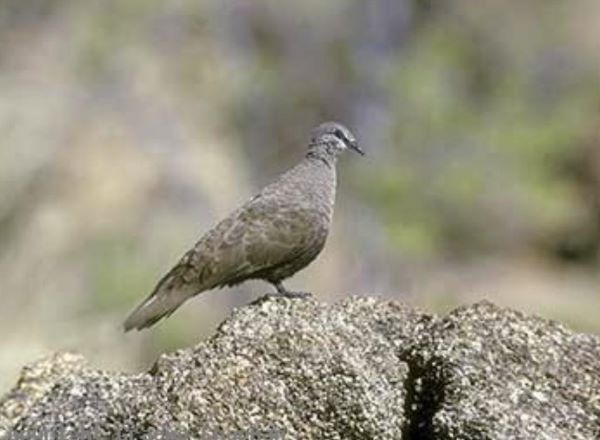 Like the chestnut-quilled rock pigeon, the white-quilled lives among cliffs and hills of broken sandstone and conglomerate, spending all of its time on the rocks in pairs or small loose groups.