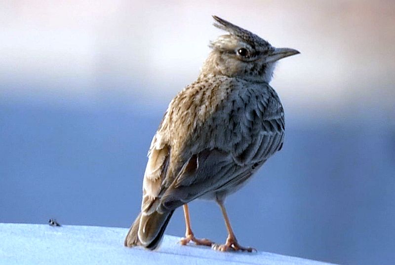 As a bird lover, if you hear a melodious song in the dry fields, it is probably a crested lark singing nearby in dry environments or open fields.