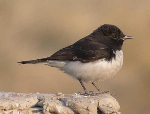 Hume’s wheatear is a large bird with a dark black head and back, and a pure white breast and belly.