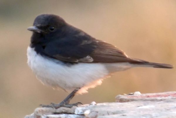 The Hume's wheatear song is just like a thrush with some sweet and buzzy notes.