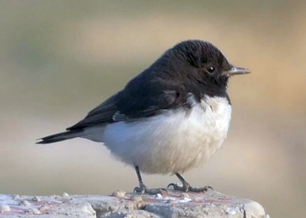 A striking Hume’s wheatear is a resident of dry or semidry open land.