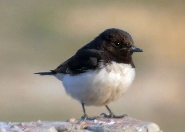Hume's wheatear (Oenanthe albonigra) is a member of the Old-World flycatcher family Muscicapidae in the genus Oenanthe