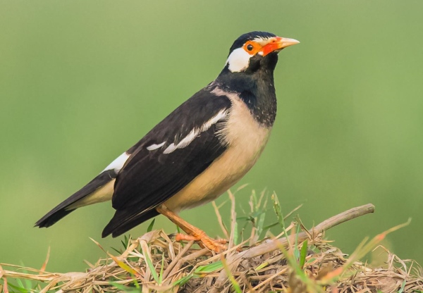 The Pied Myna habitat is lowland, open areas with sporadic trees next to water, frequently close to populated areas.