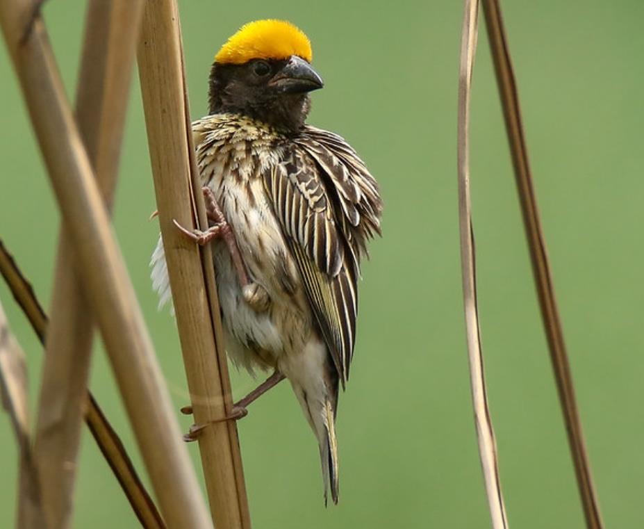 The bird is also known by several names, including; streaked weaverbird, Manyar weaver, streaked weaver, streaked weaver bird, and striated weaver bird.