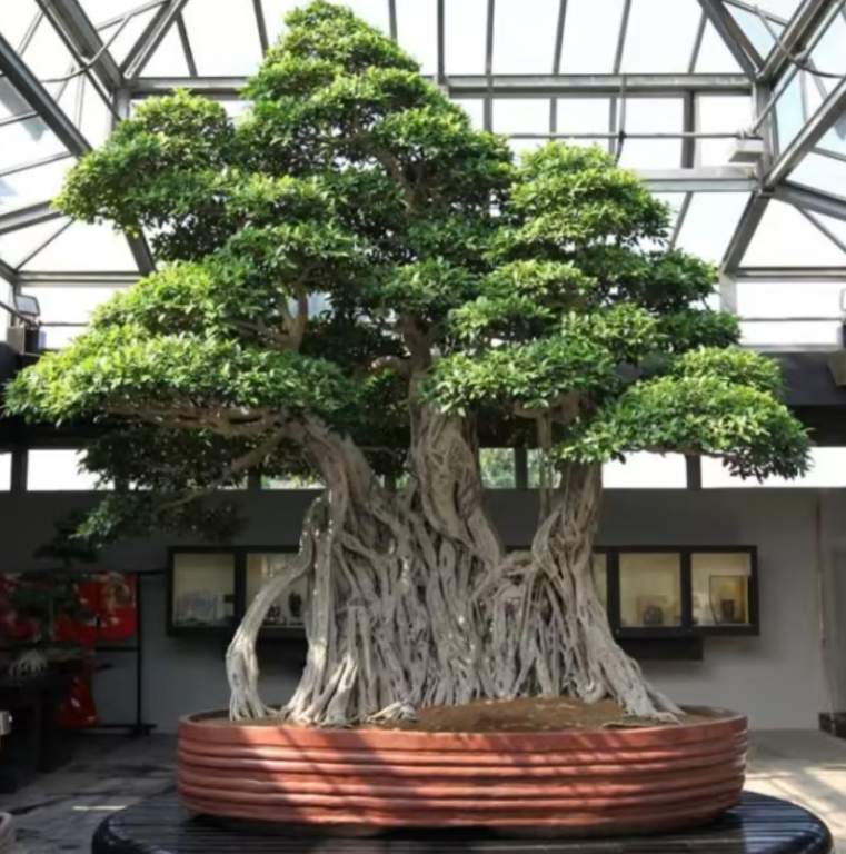 One of the oldest known bonsai trees is the Ficus Retusa Linn, which was brought from Taiwan and is currently housed in the Crespi Bonsai Collection in Italy.