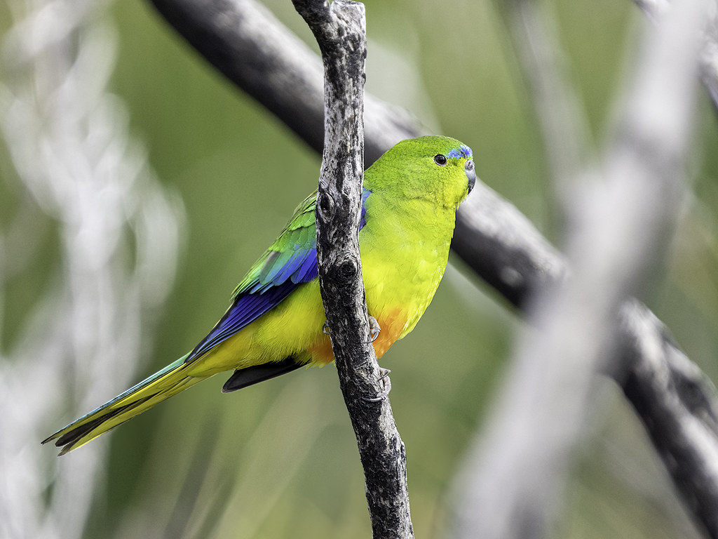 This prettiest bird species is on the verge of extinction and is restricted today to breeding only in Tasmania, where perhaps no more than 300 pairs survive.