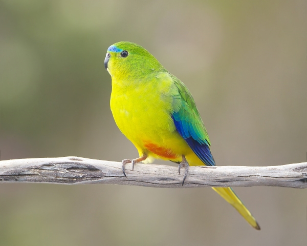 They only migrate in winter as far as the south coast of mainland Australia, between Port Phillip Bay and the Coorong.