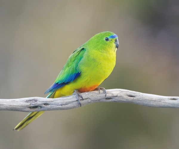We will explore the prettiest bird in the world , which is the orange-bellied parrot (Neophema chrysogaster). You will be breathless for a while looking at its colors.