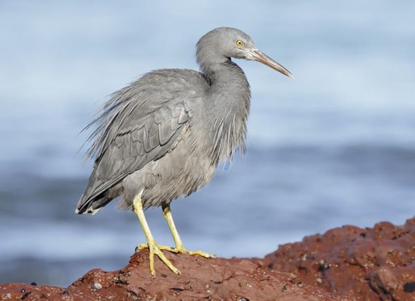 The eastern reef egret is an exclusively coastal bird and abundant on many Pacific islands. Coral reefs, tidal flats, and rock platforms are its foraging grounds.