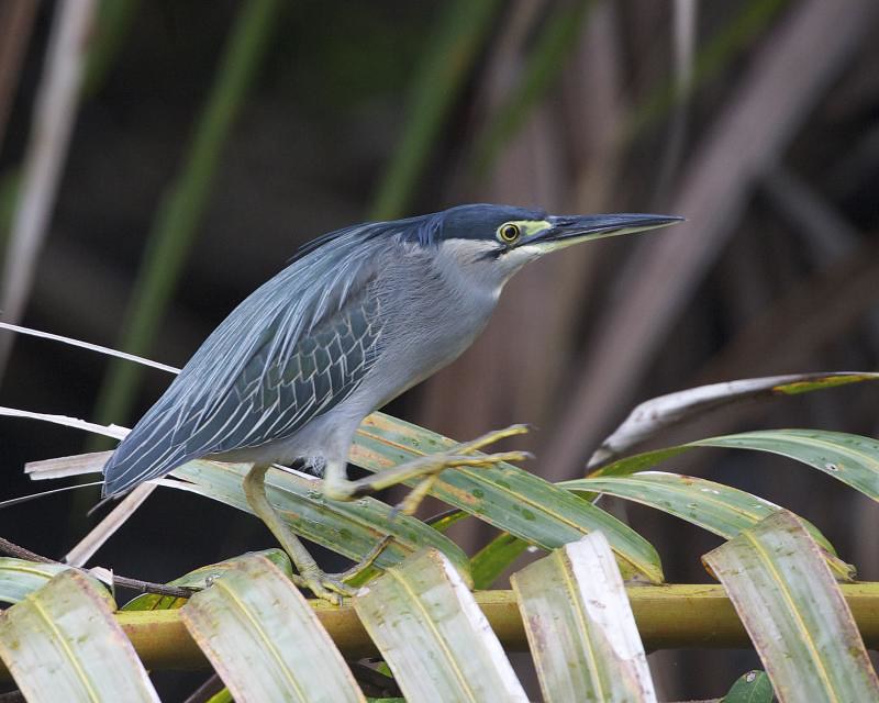 The striated heron (Butorides striata) is a member of the heron family Ardeidae in the genus Butorides.