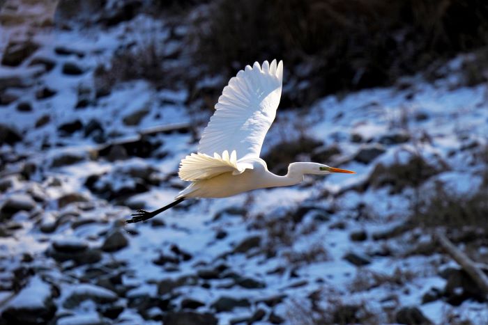 The Great Egret (Ardea alba) is a member of the heron family Ardeidae in the genus Ardea.
