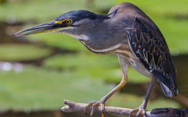 The striated heron lives in mangrove mudflats and oyster beds of eastern, northern, and north-western Australia.