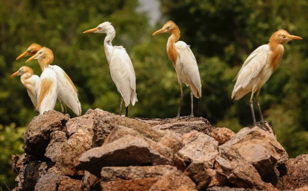 Cattle egrets roost and nest colonially in tens to thousands with other water birds, in trees and shrubs lining waterways