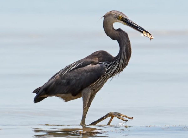 This wading bird is also known as the alligator bird.